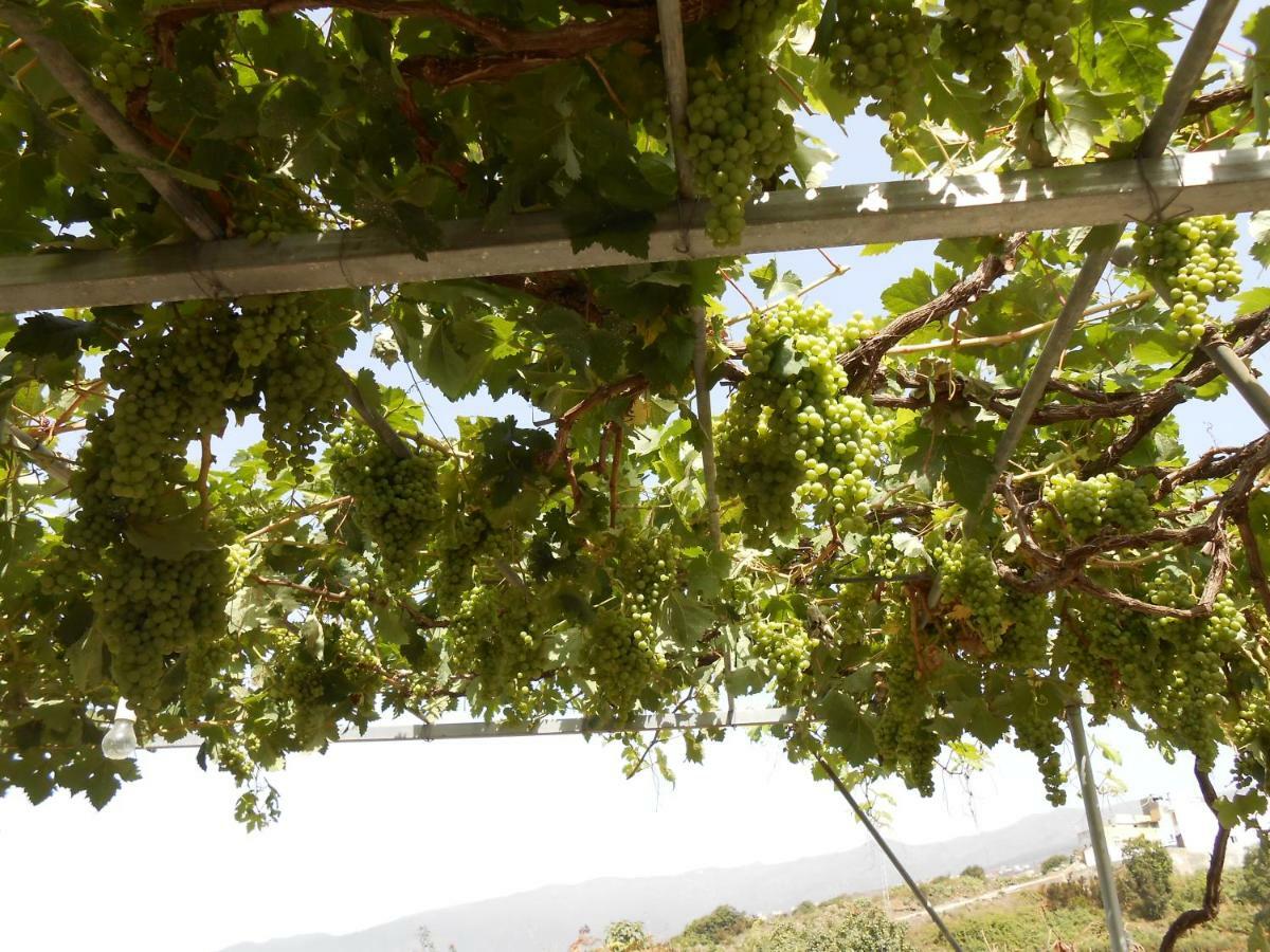 Casitas Las Uvas Y Las Vinas Los Realejos Kültér fotó